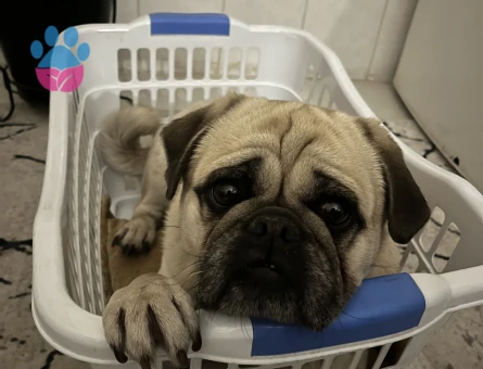 Yakışıklı oğluma güzel bir manita arıyorum