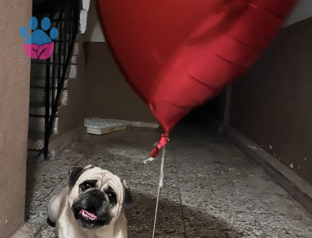 Yakışıklı oğluma güzel bir manita arıyorum