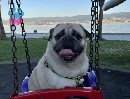 Yakışıklı oğluma güzel bir manita arıyorum