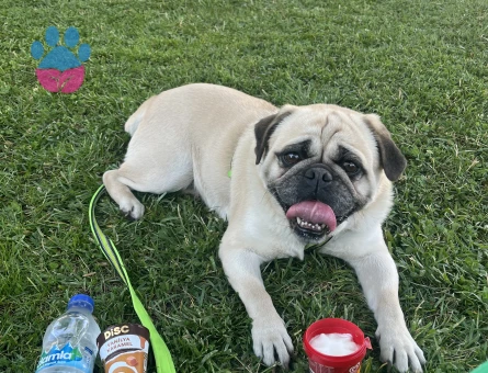 Yakışıklı oğluma güzel bir manita arıyorum