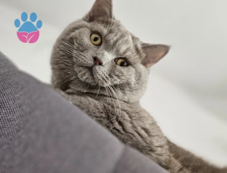 British Shorthair 10 aylık kedime eş arıyorum