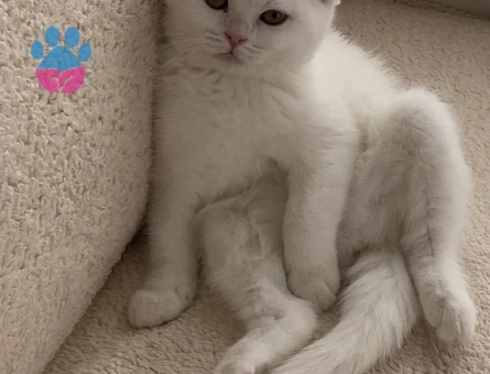 Dişi British Shorthair için Eşleşme