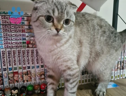 Scottish Fold Kızıma eş arıyoruz