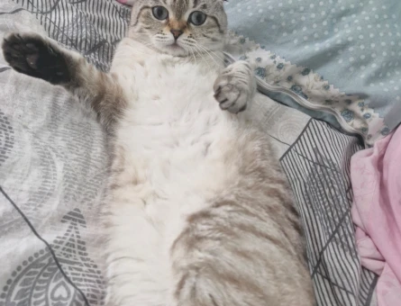 Scottish Fold Kızıma eş arıyoruz - 118984734