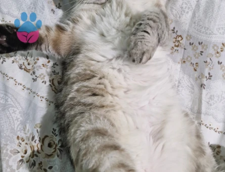 Scottish Fold Kızıma eş arıyoruz