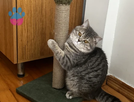 Scottish Fold Leo 1,5 Yaşında Eş Arıyor
