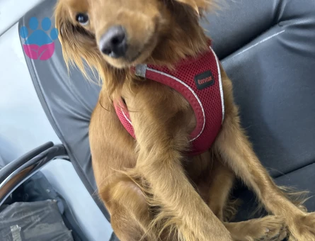 Toy Poodle Köpegimize eş arıyoruz acill