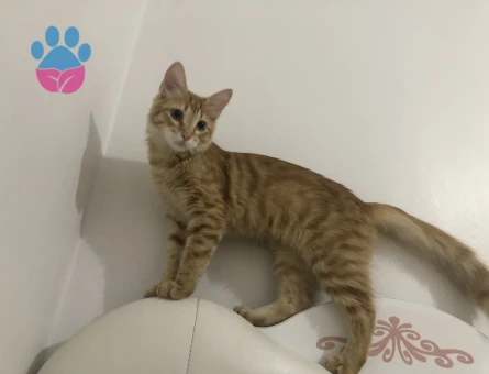 Sarman Mila Kızıma Eş Arıyorum