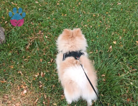 Dişi eş arayışımız var