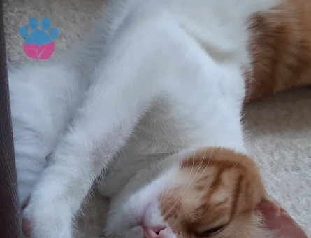 Sarman Kedim Adoş için Eş Arıyorum