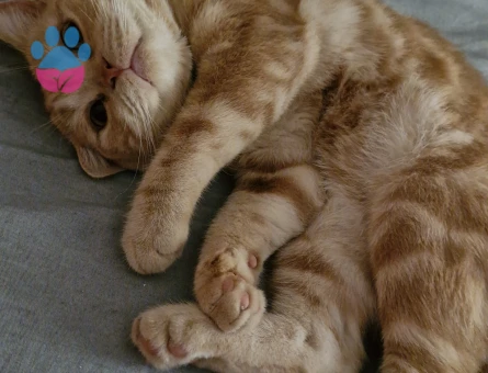 British Shorthair Ekim Boyo'ya Eş Arıyoruz