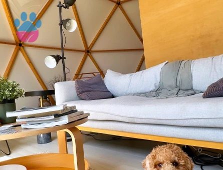 Toy poodle Gofret 1 Yaşında Eş Arıyor