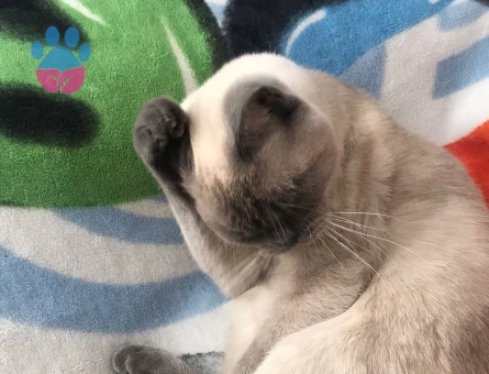 British shorthair 1.5 Yaşında Kedime Eş Arıyorum