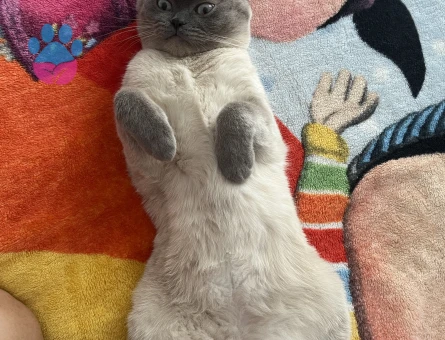 British shorthair 1.5 Yaşında Kedime Eş Arıyorum