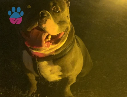 3 yaşında XL Erkek oğluşum A dişi ariyorum…