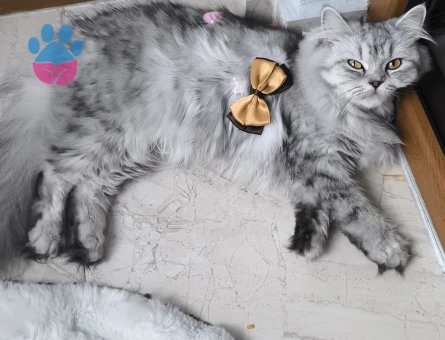 Pamuk kızım eşini arıyor