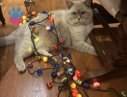 Pamuk Bey’e cici bir miyavsu arıyoruz !