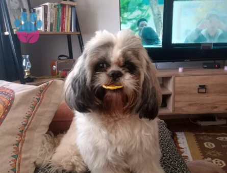 2 yaşında oğluma eş arıyorum