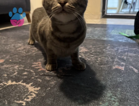 Kızgın scotish dişi