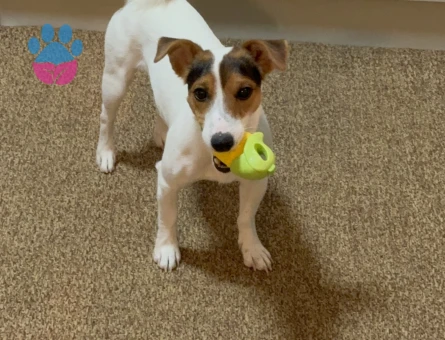 1 Yaşında Erkek Jack Russel Mabel