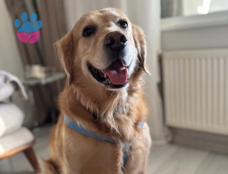 Erkek golden oğlumuza eş arıyoruz