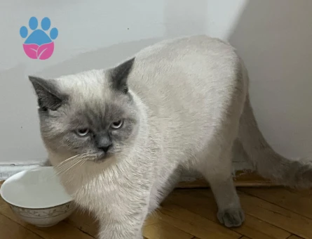 Soteye eş arıyoruz.