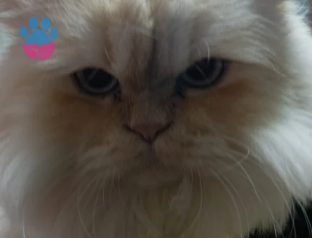 Oğluma eş arıyorum