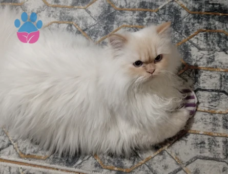 Oğluma eş arıyorum