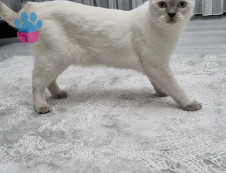 Yakışıklı oğlumuza acil eş aranıyor