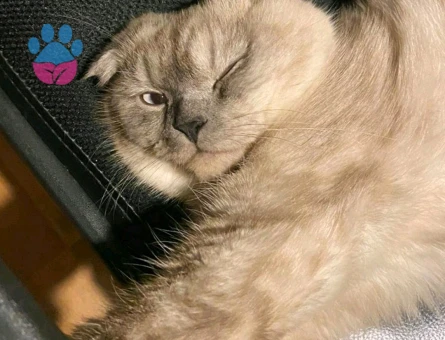 ERKEK KEDIME CIFT ARIYORUM