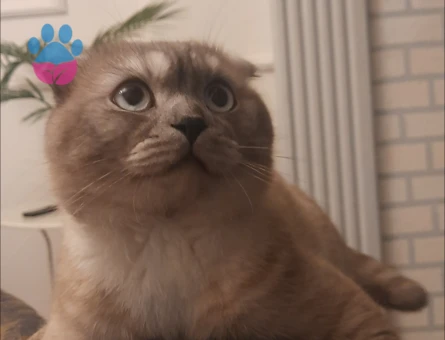 ERKEK KEDIME CIFT ARIYORUM