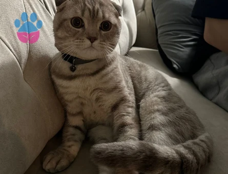 aslanın dişiside aslan olsun