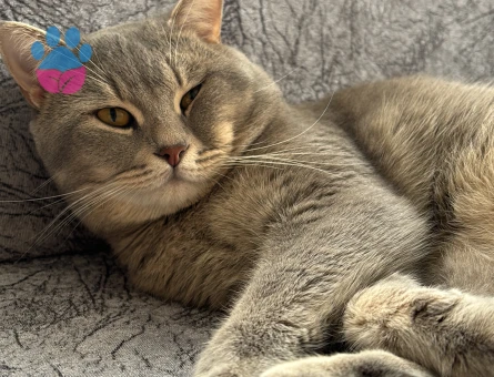 2 Yaşında British Tekir Kırması Tecrübeli Çok Uysal Kızgınlıkta