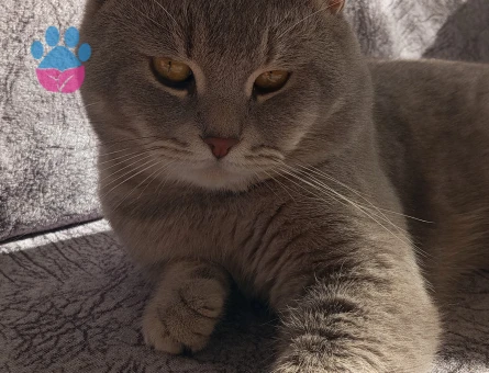 2 Yaşında British Tekir Kırması Tecrübeli Çok Uysal Kızgınlıkta