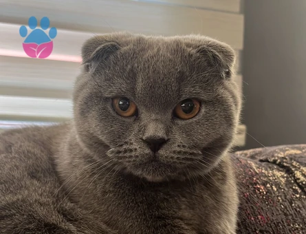 Scottish fold