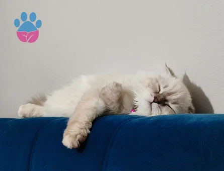 British Longhair kedime eş arıyorum