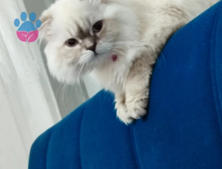 British Longhair kedime eş arıyorum