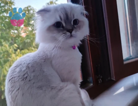 British Longhair kedime eş arıyorum