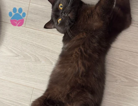 KIZIMIZA EŞ ARIYORUZ