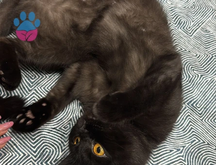 KIZIMIZA EŞ ARIYORUZ