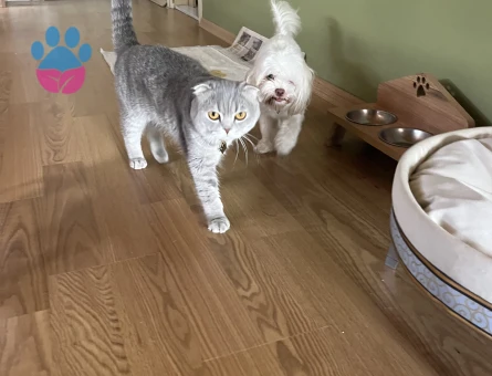 Scottish Fold  2 yas kedime Es ariyorum