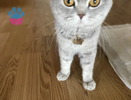 Scottish Fold  2 yas kedime Es ariyorum