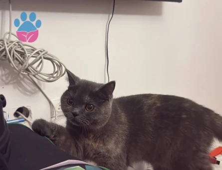 Kızımıza erkek british veya scottish arıyoruz