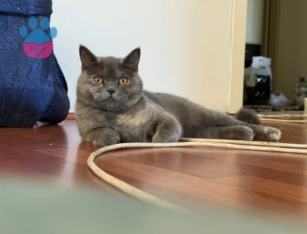 Kızımıza erkek british veya scottish arıyoruz