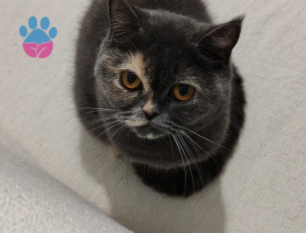 British shorthair kedim Kızgınlıkta