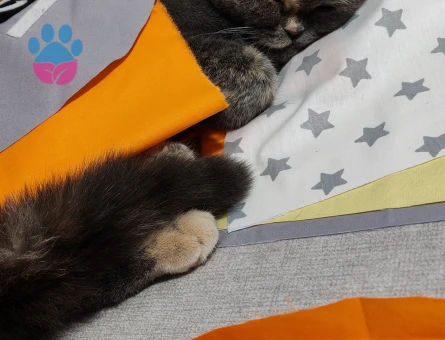 British shorthair kedim Kızgınlıkta