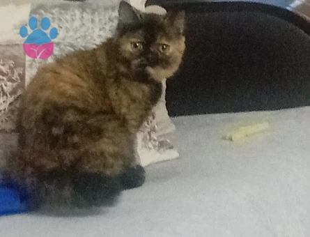 7.aya girmek üzere olan british shorthair kızımı çiftleştirmek istiyorum.