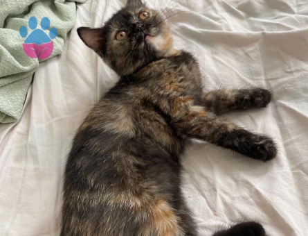 7.aya girmek üzere olan british shorthair kızımı çiftleştirmek istiyorum.