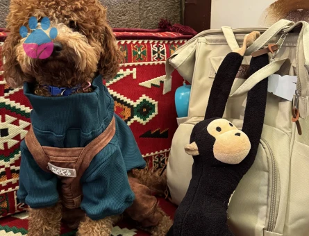 Toy Poodle Köpeğime Eş Arıyorum