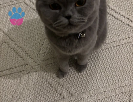 Kızımıza eş arıyoruz